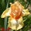 Iris : CHARIOT OF FIRE