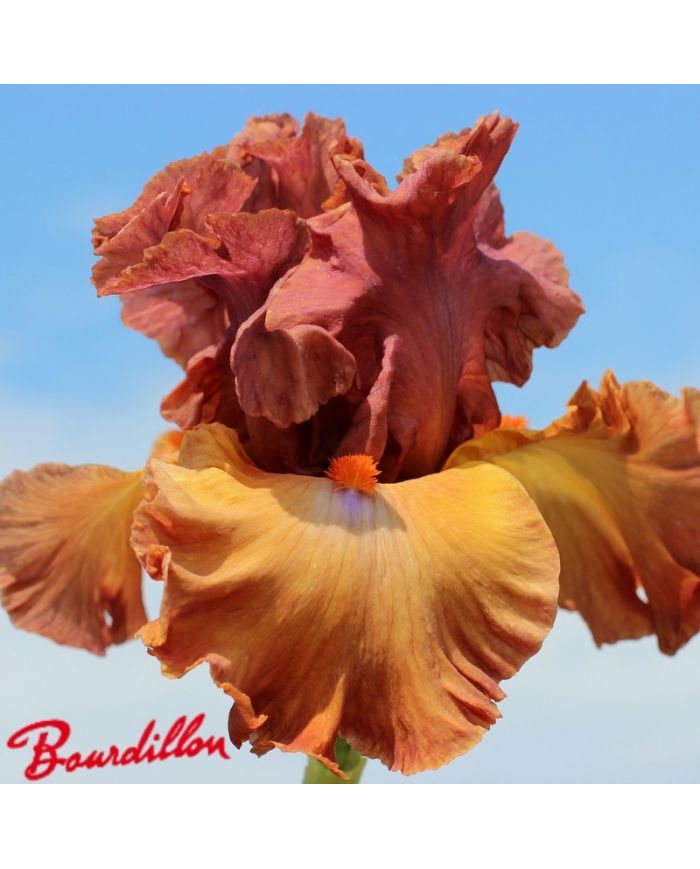 Iris : SAFARI SUNSET