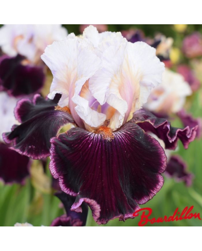 Iris : VANILLA BERRY