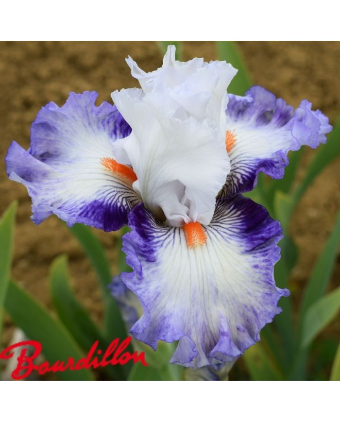 Iris : ROMANTICO
