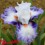 Iris : ROMANTICO