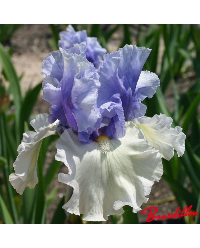 Iris : ALPENVIEW