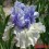 Iris : ALPENVIEW