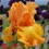 Iris : FLAMBOYANCE DORE