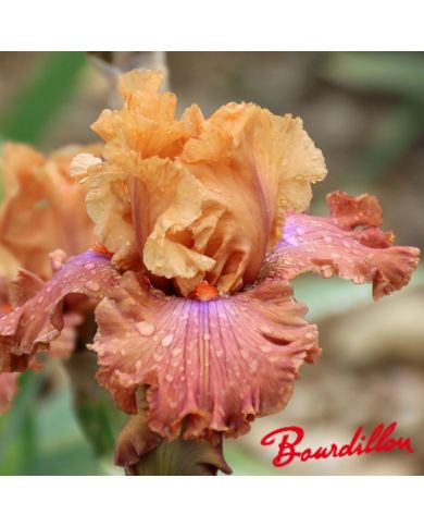 Iris : CANDY COLOURS