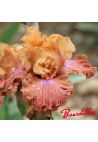 Iris : CANDY COLOURS