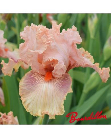 Iris : Augustine