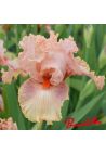 Iris : Augustine