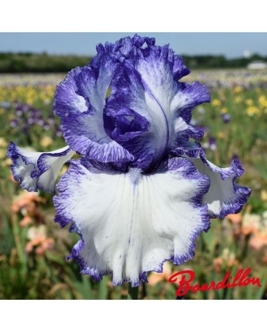 Iris : Ink patterns