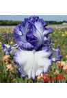 Iris : Ink patterns