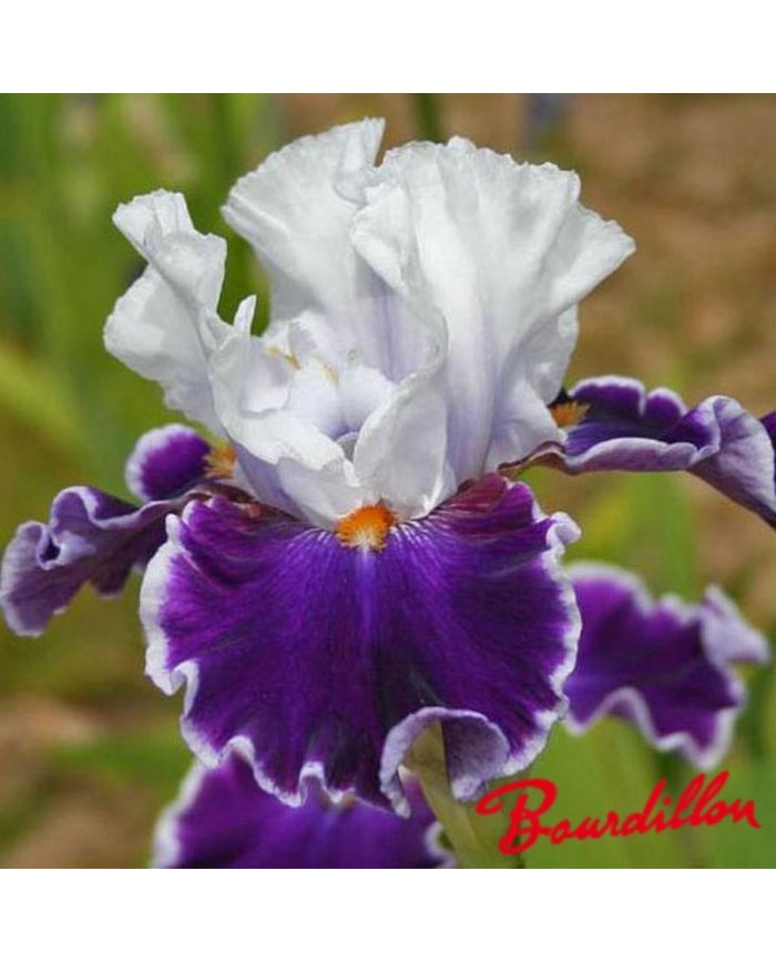 Iris : Merry Amigo