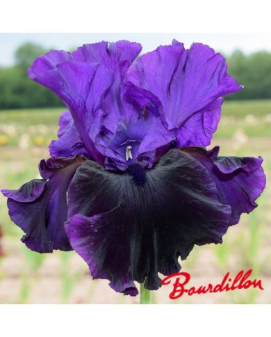 Iris : Midnight Treat