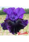Iris : Midnight Treat