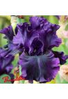 Iris : Noble Gesture
