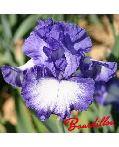 Iris : Royal Estate