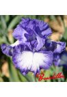 Iris : Royal Estate