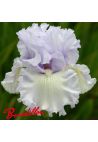 Iris : Royal Sterling