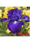 Iris : Spot