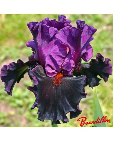 Iris : SATURN