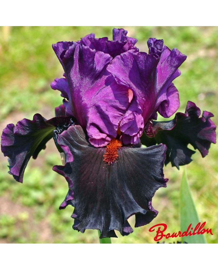 Iris : SATURN