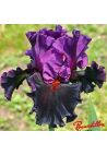 Iris : SATURN