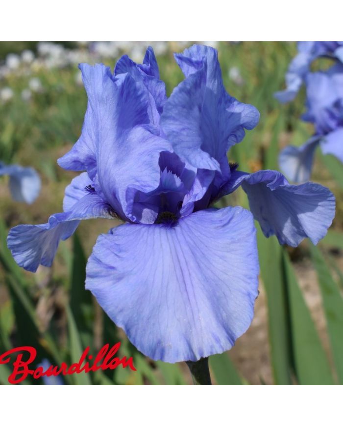 Iris : Codicil