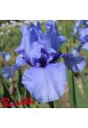 Iris : Codicil