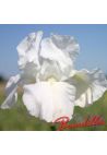 Iris : Immortality