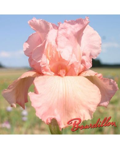 Iris : Magical Encounter