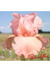Iris : Magical Encounter