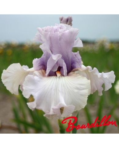 Iris : Paris Fashion