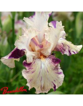 Iris : Raspberry Silk