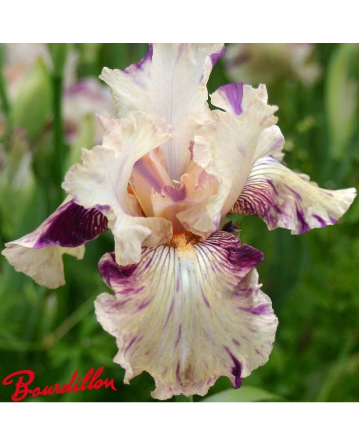 Iris : Raspberry Silk