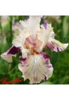 Iris : Raspberry Silk
