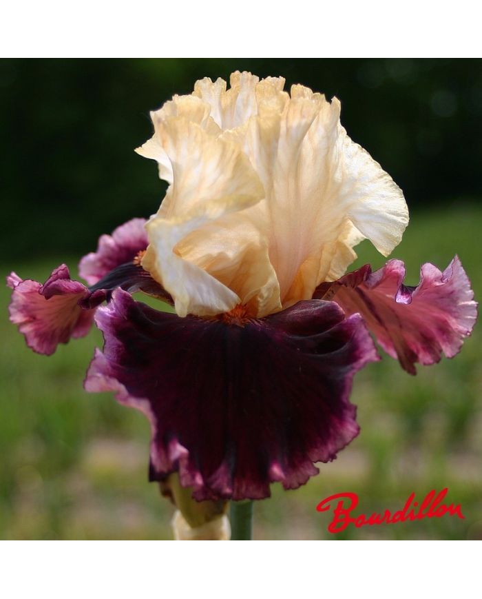 Iris : Raspberry Swirl
