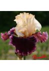 Iris : Raspberry Swirl