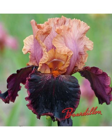 Iris : Sopra In Vulcano