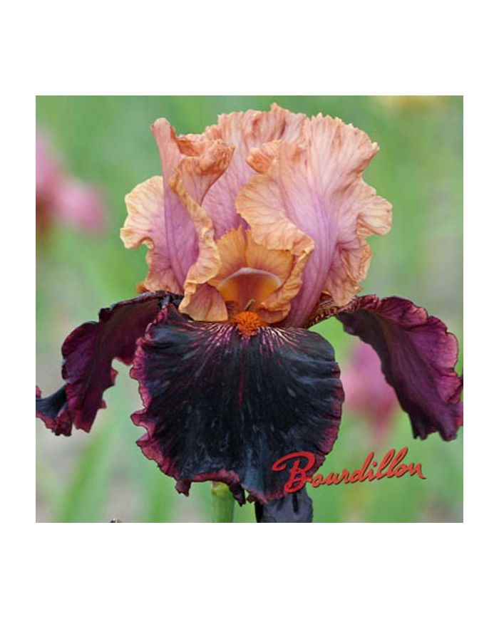 Iris : Sopra In Vulcano