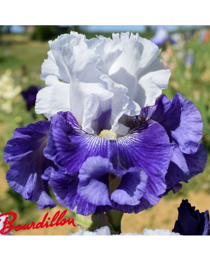 Iris : Calling