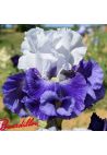 Iris : Calling