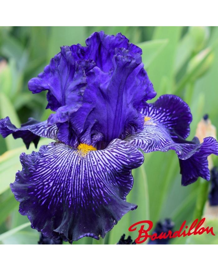 Iris : Clotho's Web