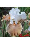 Iris : Coffee Whisper