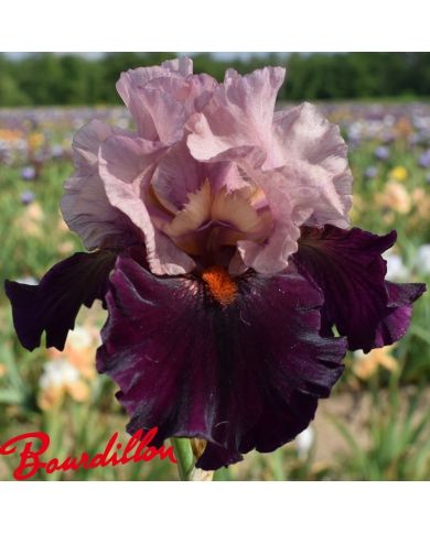 Iris : Disguise