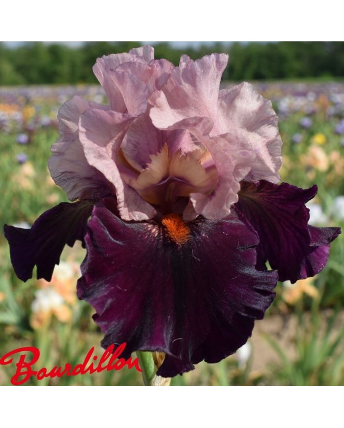 Iris : Disguise