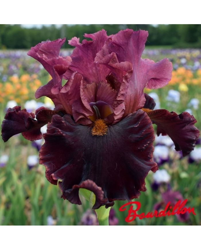 Iris : Foreigner