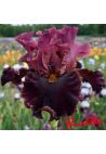 Iris : Foreigner