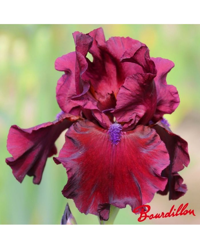 Iris : Fortunate Song