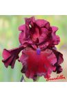 Iris : Fortunate Song