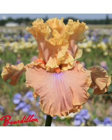 Iris : Glamazon