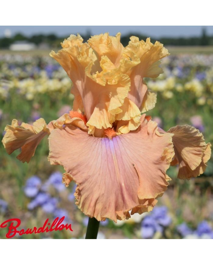 Iris : Glamazon